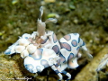   harlequin shrimp secret reef dumaguete city philippines  